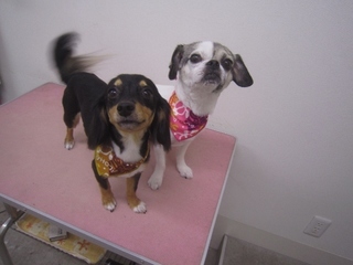 IMG_2311 (640x480).jpg